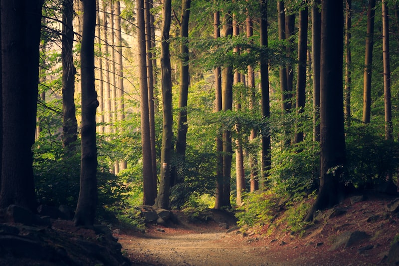 A path forward through nature